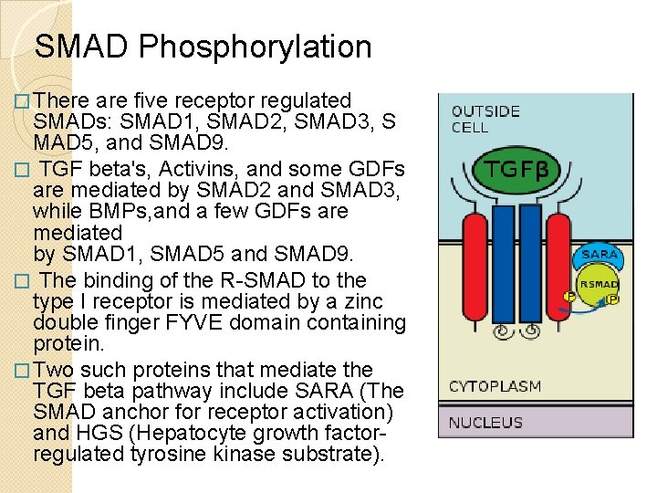 SMAD Phosphorylation � There are five receptor regulated SMADs: SMAD 1, SMAD 2, SMAD