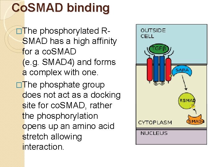 Co. SMAD binding �The phosphorylated RSMAD has a high affinity for a co. SMAD
