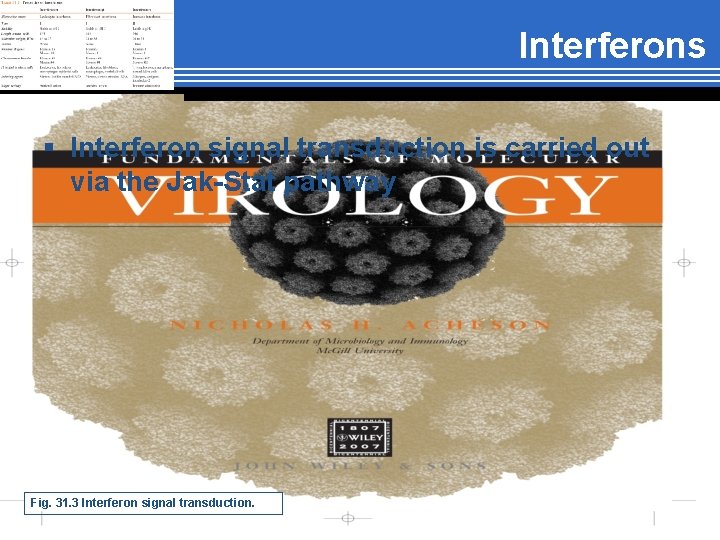Interferons § Interferon signal transduction is carried out via the Jak-Stat pathway Fig. 31.
