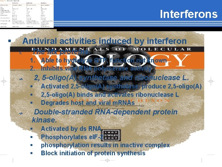 Interferons § Antiviral activities induced by interferon 1. The Mx proteins. 1. Able to