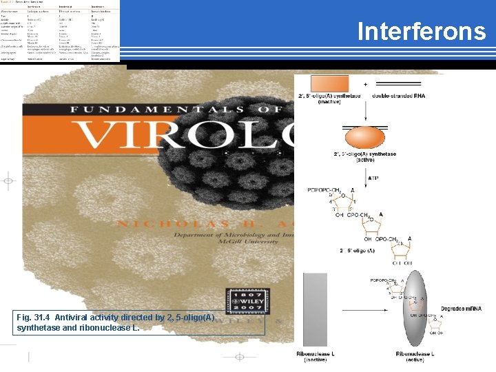Interferons Fig. 31. 4 Antiviral activity directed by 2, 5 -oligo(A) synthetase and ribonuclease