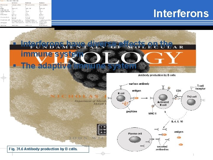 Interferons § Interferons have diverse effects on the immune system § The adaptive immune