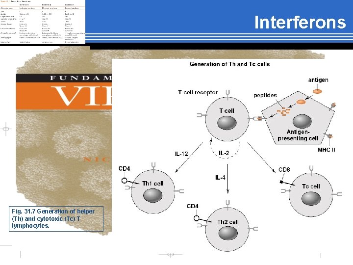 Interferons Fig. 31. 7 Generation of helper (Th) and cytotoxic (Tc) T lymphocytes. 