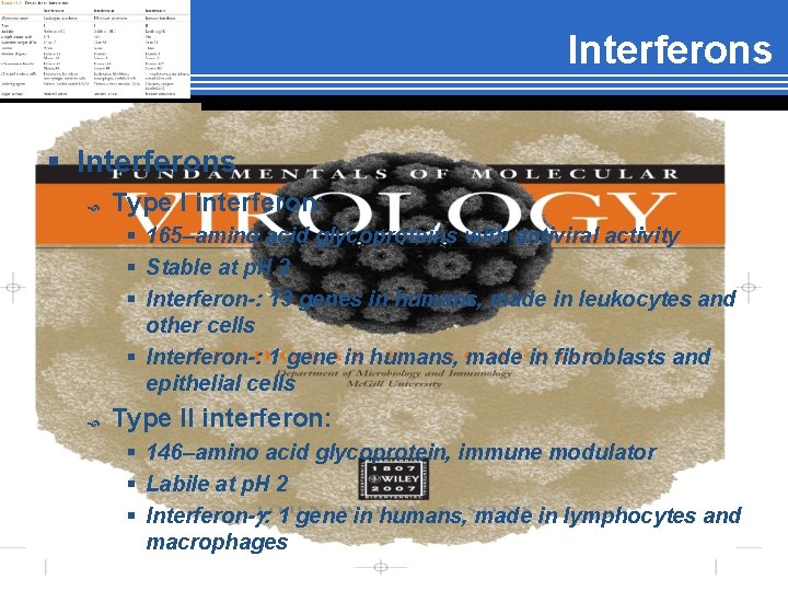 Interferons § Interferons Type I interferon: § 165–amino acid glycoproteins with antiviral activity §