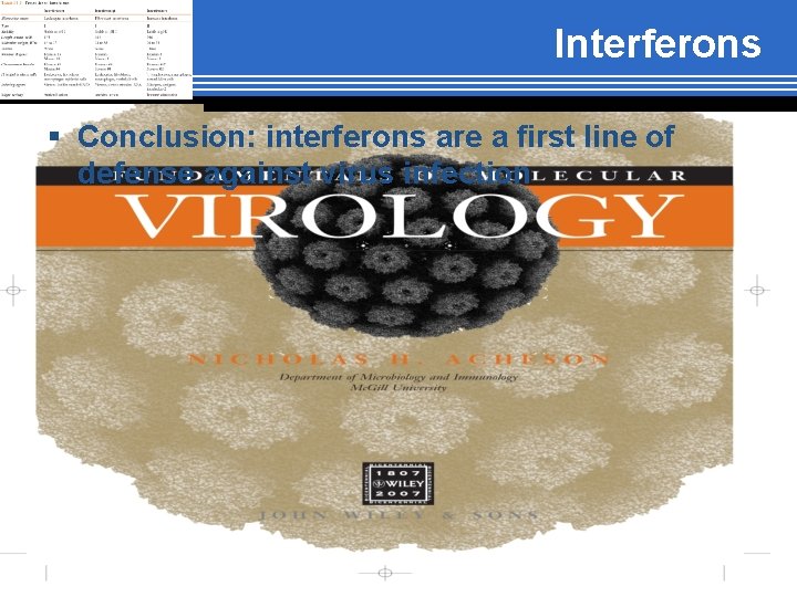 Interferons § Conclusion: interferons are a first line of defense against virus infection 