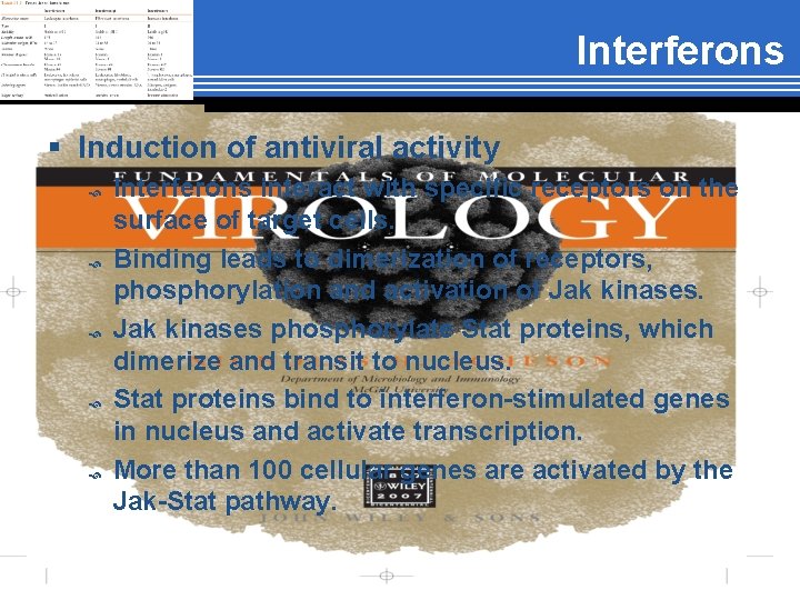 Interferons § Induction of antiviral activity Interferons interact with specific receptors on the surface