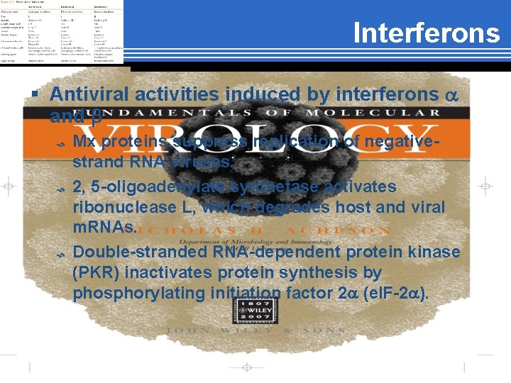 Interferons § Antiviral activities induced by interferons a and b Mx proteins suppress replication