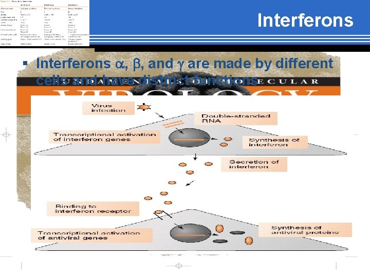 Interferons § Interferons a, b, and g are made by different cells and have