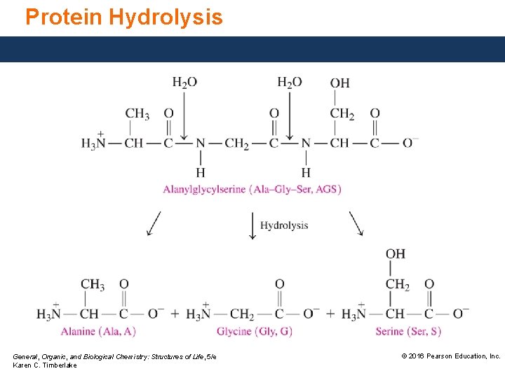 Protein Hydrolysis General, Organic, and Biological Chemistry: Structures of Life, 5/e Karen C. Timberlake