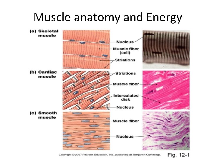 Muscle anatomy and Energy 