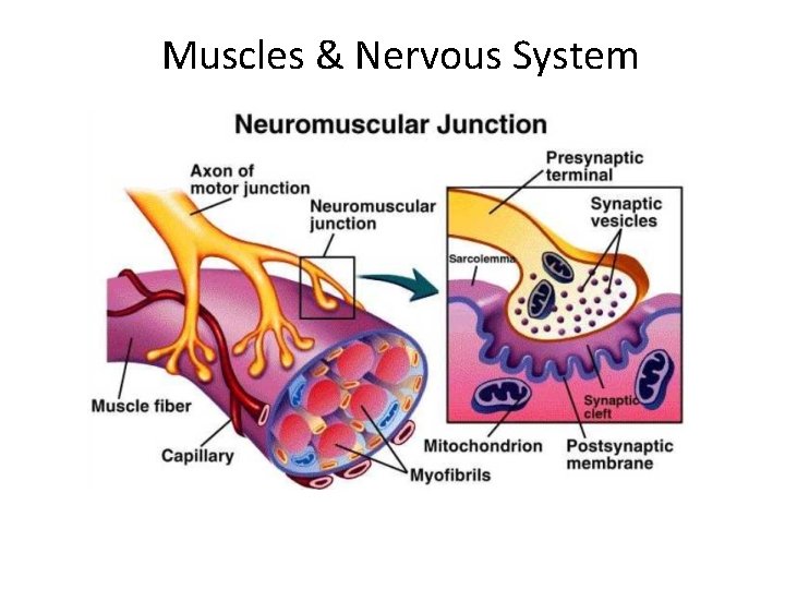 Muscles & Nervous System 