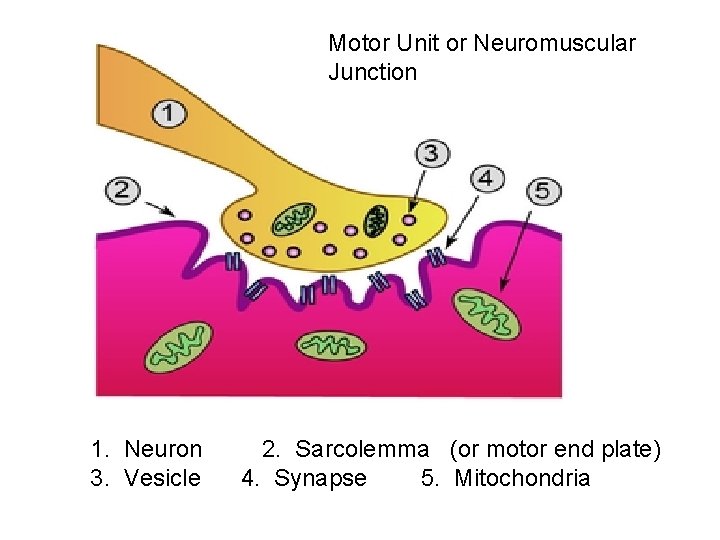 Motor Unit or Neuromuscular Junction 1. Neuron 3. Vesicle 2. Sarcolemma (or motor end