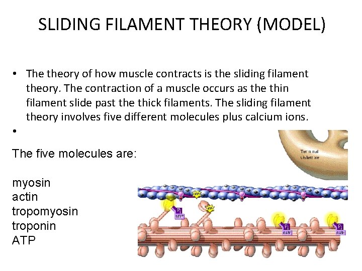 SLIDING FILAMENT THEORY (MODEL) • The theory of how muscle contracts is the sliding