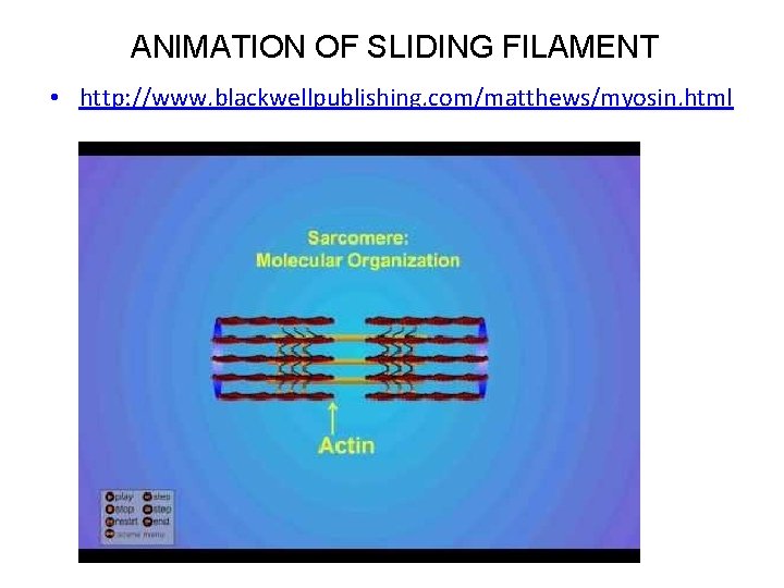 ANIMATION OF SLIDING FILAMENT • http: //www. blackwellpublishing. com/matthews/myosin. html 