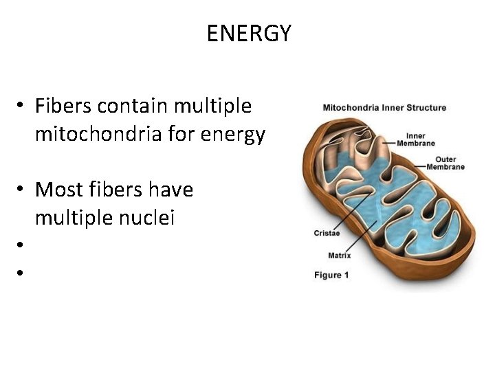 ENERGY • Fibers contain multiple mitochondria for energy • Most fibers have multiple nuclei
