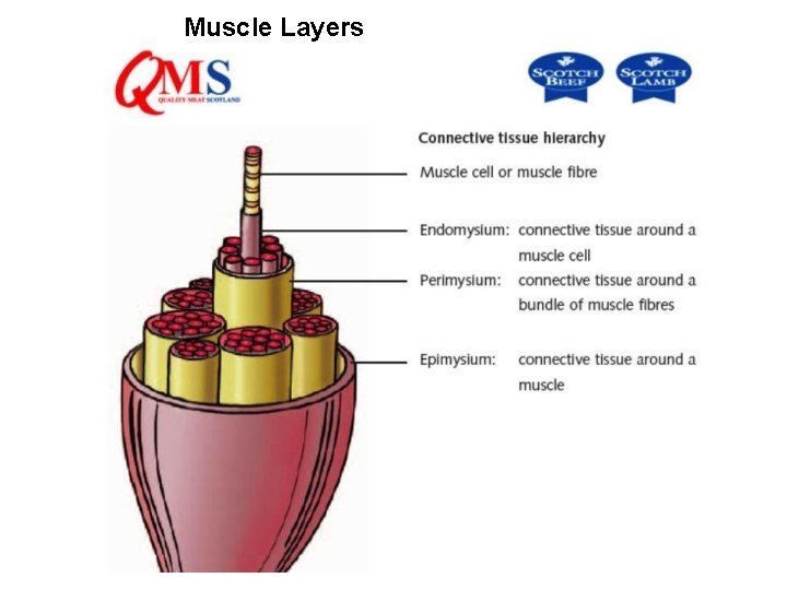 Muscle Layers 