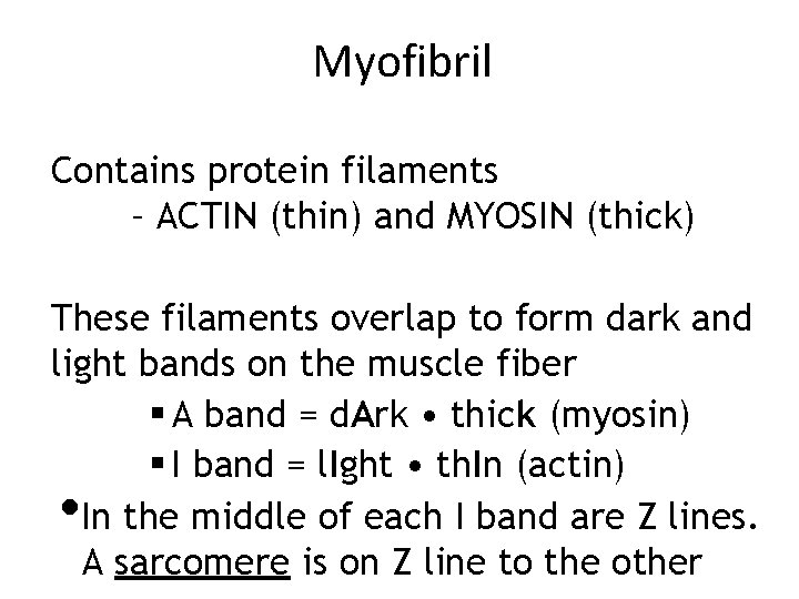 Myofibril Contains protein filaments – ACTIN (thin) and MYOSIN (thick) These filaments overlap to