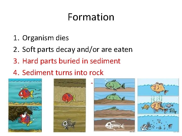 Formation 1. 2. 3. 4. 5. Organism dies Soft parts decay and/or are eaten Formation 1. 2. 3. 4. 5. Organism dies Soft parts decay and/or are eaten