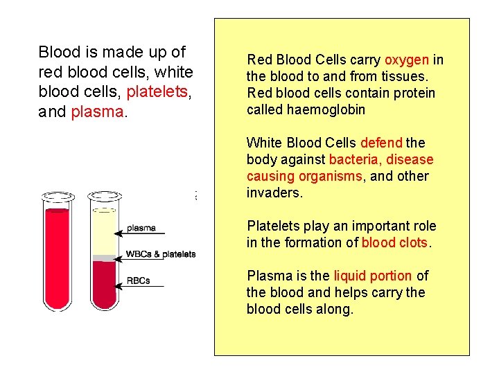 Blood is made up of red blood cells, white blood cells, platelets, and plasma.