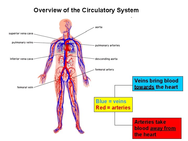 Overview of the Circulatory System Veins bring blood towards the heart Blue = veins