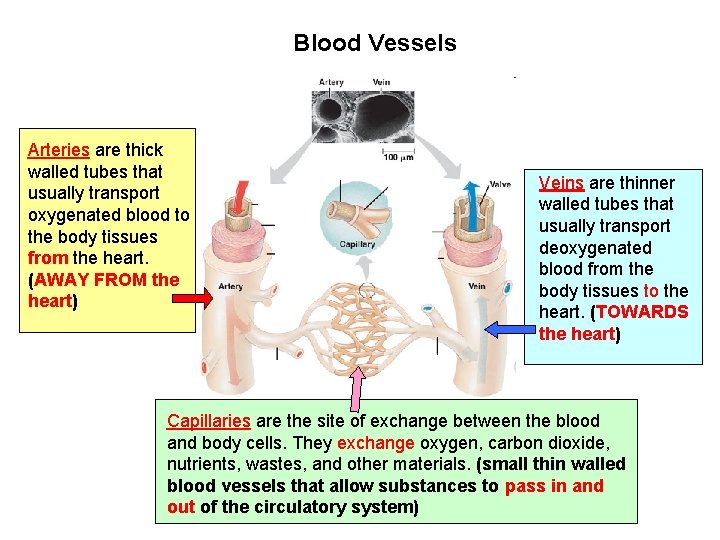 Blood Vessels Arteries are thick walled tubes that usually transport oxygenated blood to the