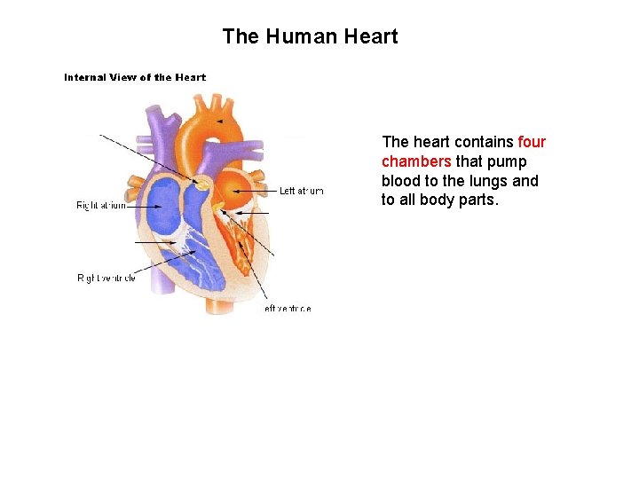 The Human Heart The heart contains four chambers that pump blood to the lungs
