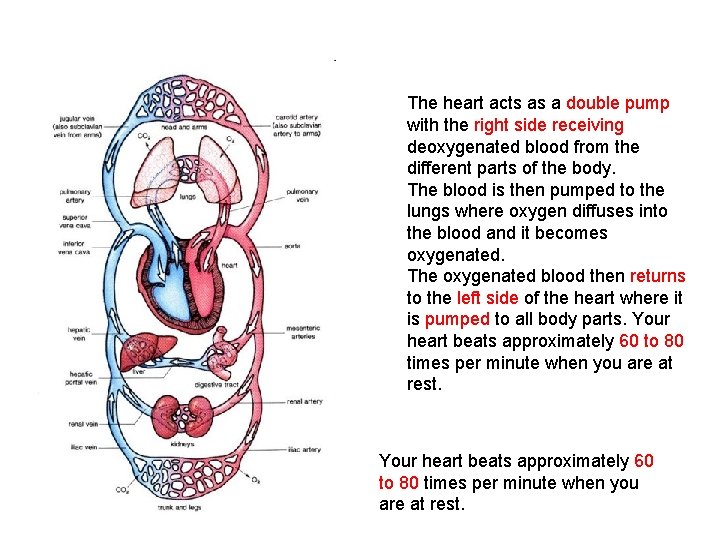 The heart acts as a double pump with the right side receiving deoxygenated blood