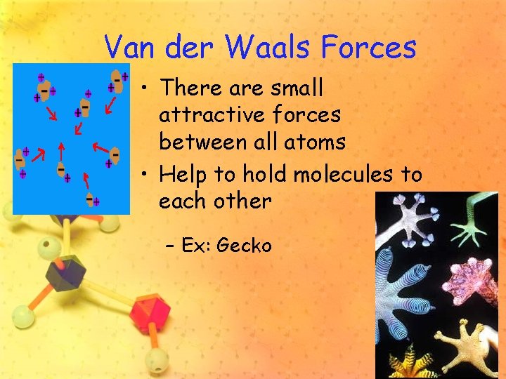 Van der Waals Forces • There are small attractive forces between all atoms •