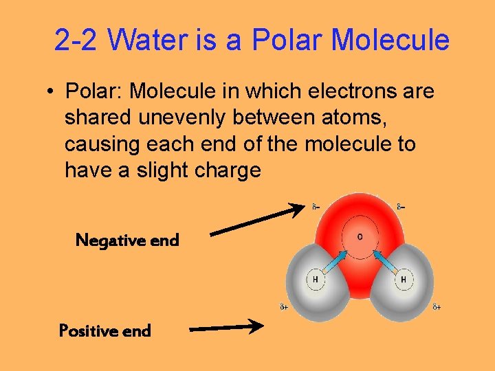 2 -2 Water is a Polar Molecule • Polar: Molecule in which electrons are
