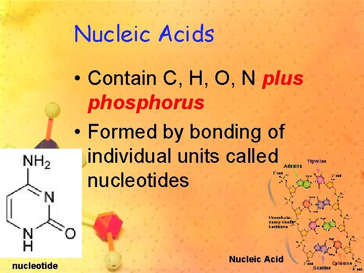 Nucleic Acids • Contain C, H, O, N plus phosphorus • Formed by bonding