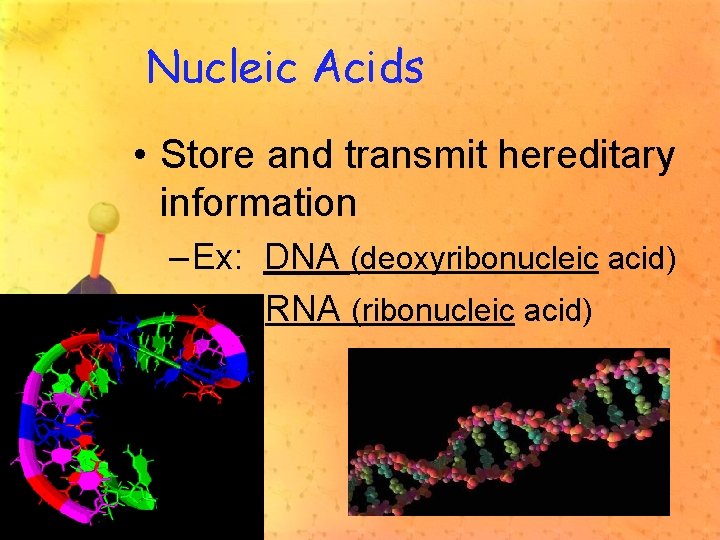 Nucleic Acids • Store and transmit hereditary information – Ex: DNA (deoxyribonucleic acid) RNA