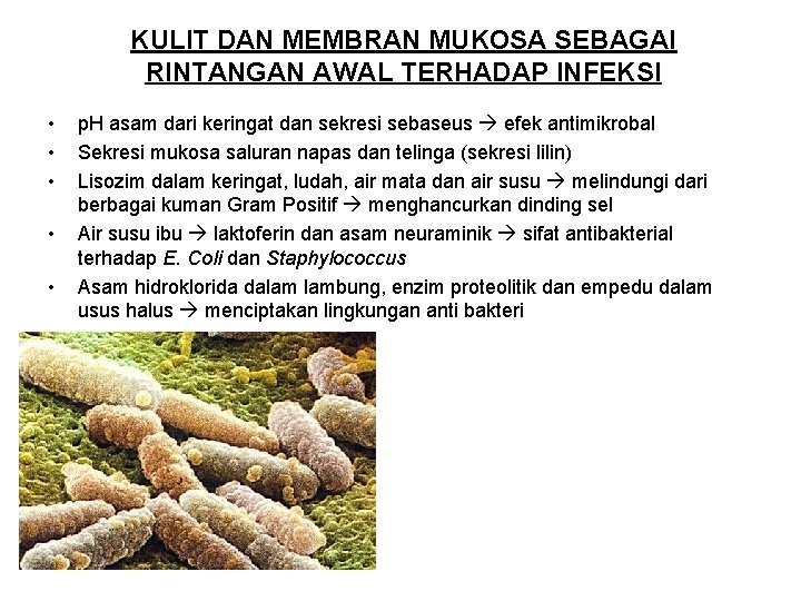 KULIT DAN MEMBRAN MUKOSA SEBAGAI RINTANGAN AWAL TERHADAP INFEKSI • • • p. H KULIT DAN MEMBRAN MUKOSA SEBAGAI RINTANGAN AWAL TERHADAP INFEKSI • • • p. H