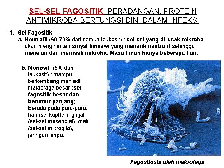 SEL-SEL FAGOSITIK, PERADANGAN, PROTEIN ANTIMIKROBA BERFUNGSI DINI DALAM INFEKSI 1. Sel Fagositik a. Neutrofil