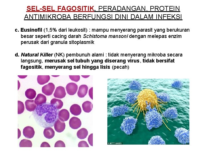 SEL-SEL FAGOSITIK, PERADANGAN, PROTEIN ANTIMIKROBA BERFUNGSI DINI DALAM INFEKSI c. Eusinofil (1, 5% dari