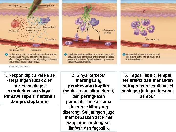 1. Respon dipicu ketika sel -sel jaringan rusak oleh bakteri sehingga membebaskan sinyal kimiawi