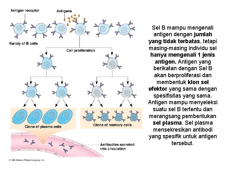 Sel B mampu mengenali antigen dengan jumlah yang tidak terbatas, tetapi masing-masing individu sel