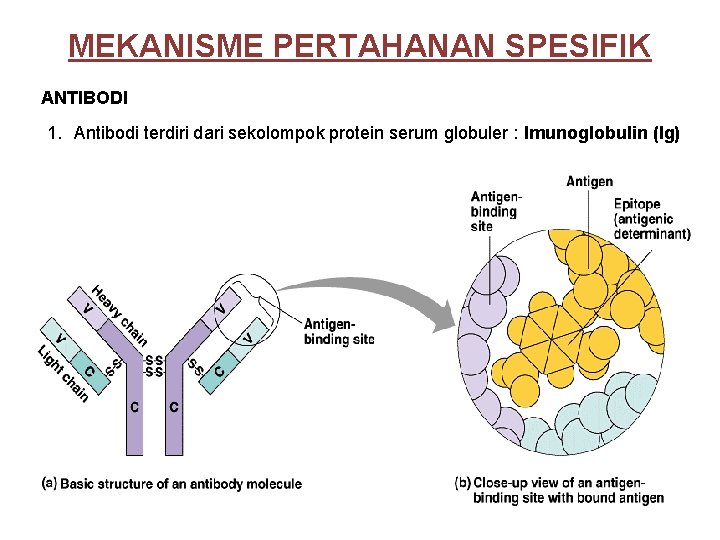 MEKANISME PERTAHANAN SPESIFIK ANTIBODI 1. Antibodi terdiri dari sekolompok protein serum globuler : Imunoglobulin