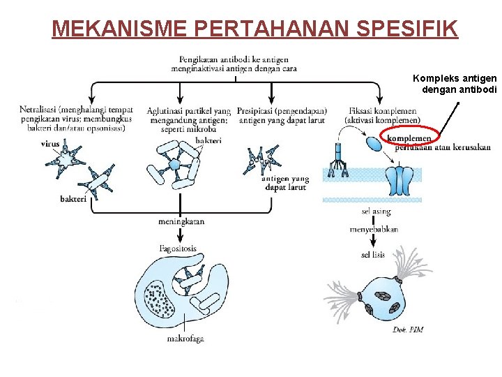 MEKANISME PERTAHANAN SPESIFIK Kompleks antigen dengan antibodi 