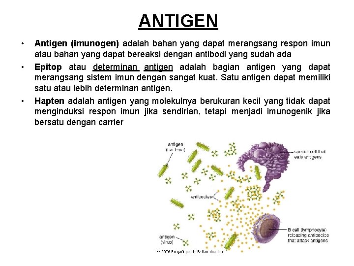 ANTIGEN • • • Antigen (imunogen) adalah bahan yang dapat merangsang respon imun atau