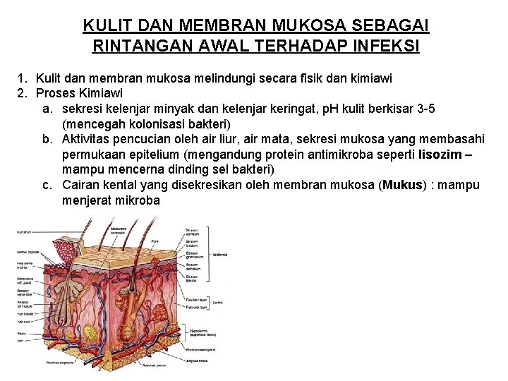 KULIT DAN MEMBRAN MUKOSA SEBAGAI RINTANGAN AWAL TERHADAP INFEKSI 1. Kulit dan membran mukosa