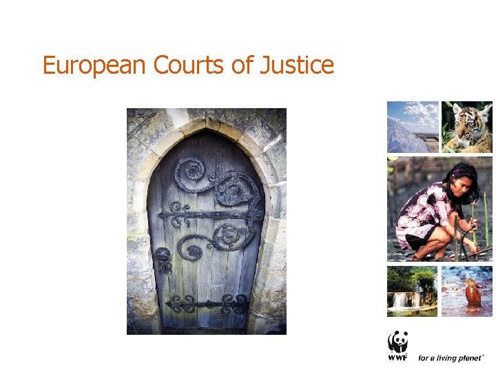 European Courts of Justice 