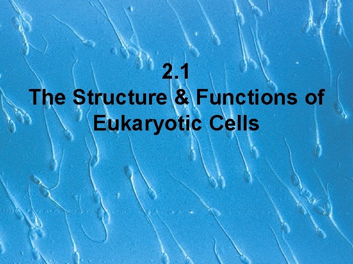 2. 1 The Structure & Functions of Eukaryotic Cells 