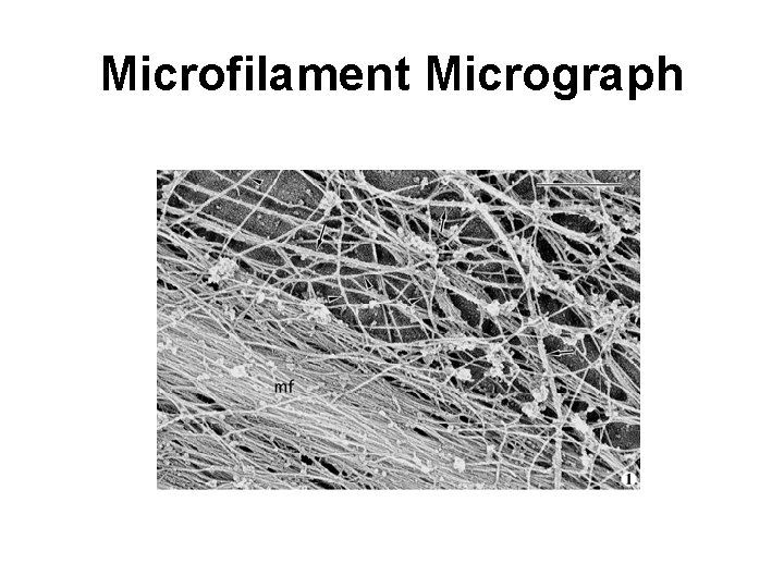Microfilament Micrograph 