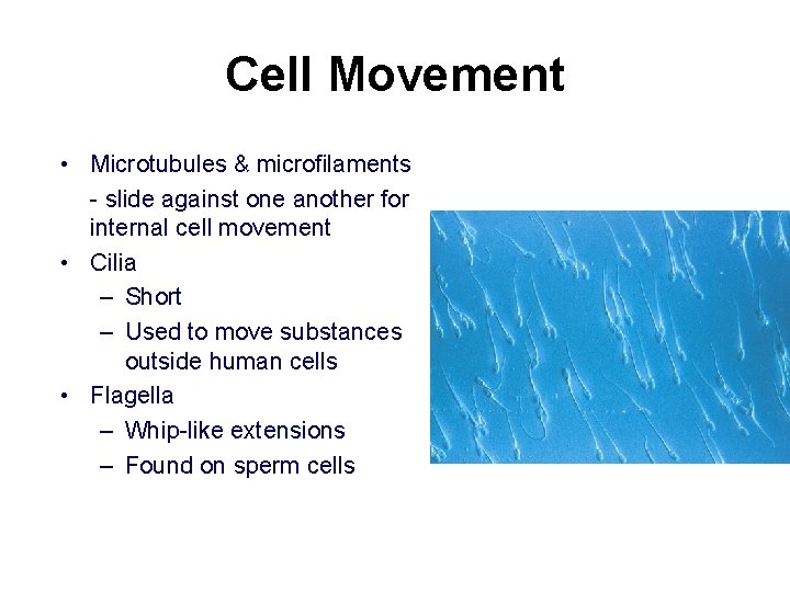 Cell Movement • Microtubules & microfilaments - slide against one another for internal cell