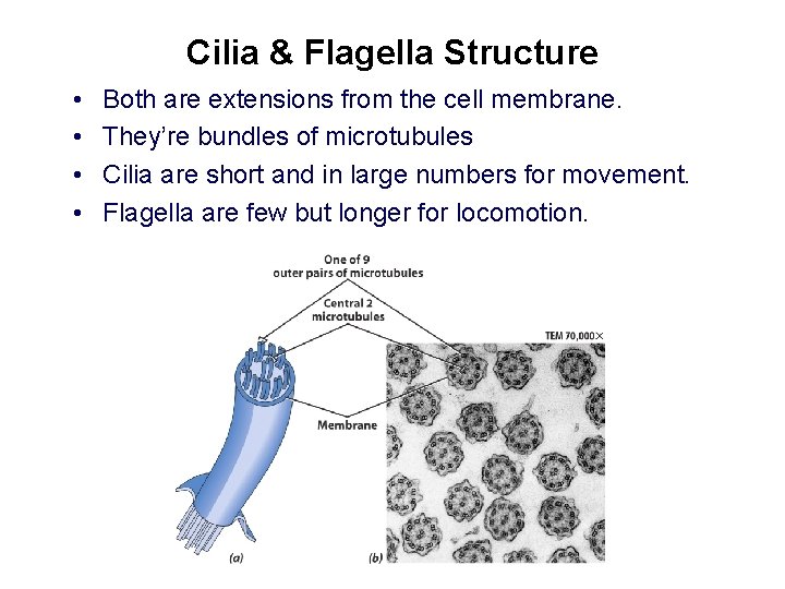 Cilia & Flagella Structure • • Both are extensions from the cell membrane. They’re