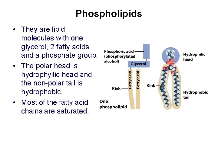 Phospholipids • They are lipid molecules with one glycerol, 2 fatty acids and a