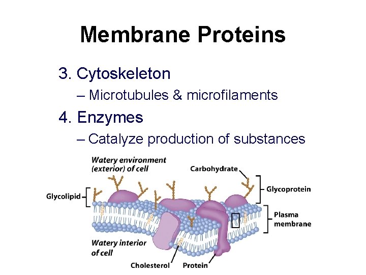 Membrane Proteins 3. Cytoskeleton – Microtubules & microfilaments 4. Enzymes – Catalyze production of