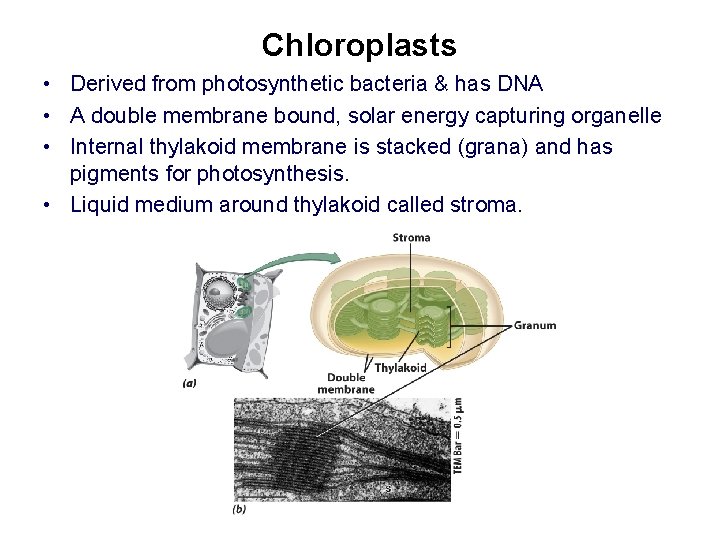 Chloroplasts • Derived from photosynthetic bacteria & has DNA • A double membrane bound,