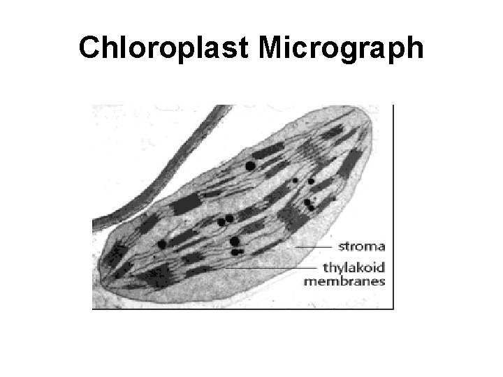 Chloroplast Micrograph 