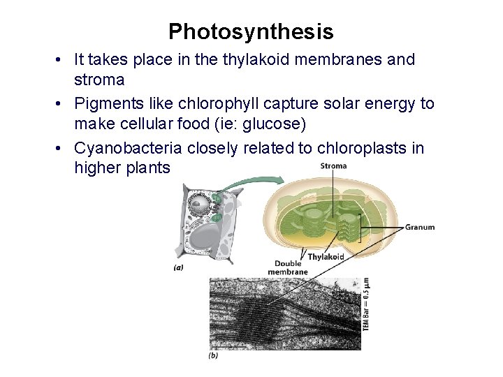Photosynthesis • It takes place in the thylakoid membranes and stroma • Pigments like